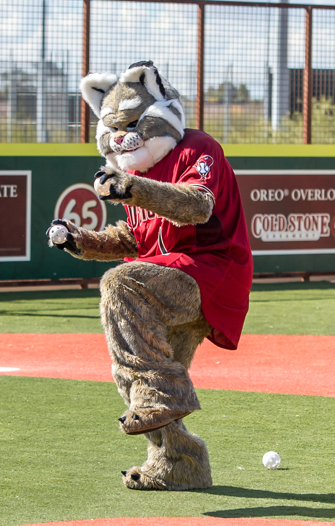 dback fan fest -39